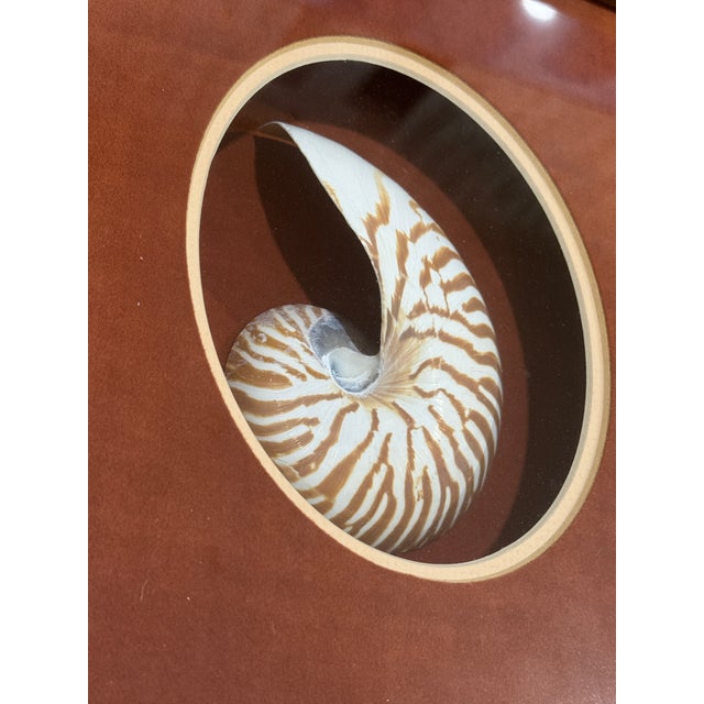 Vintage Framed Nautilus Seashell For Sale - Image 10 of 11