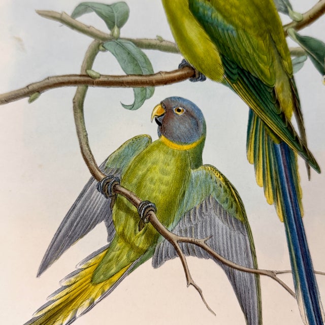 Antique 19th-Century Hand-Colored Blossom-Headed Parakeet | Original John Gould Lithograph For Sale - Image 4 of 8