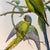 Antique 19th-Century Hand-Colored Blossom-Headed Parakeet | Original John Gould Lithograph For Sale - Image 4 of 8