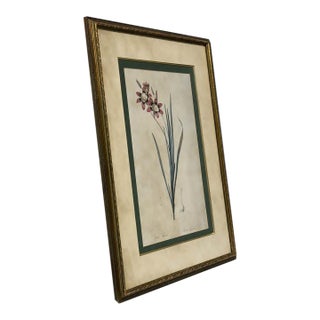 Vintage-Style Ixia Botanical Wall Art For Sale