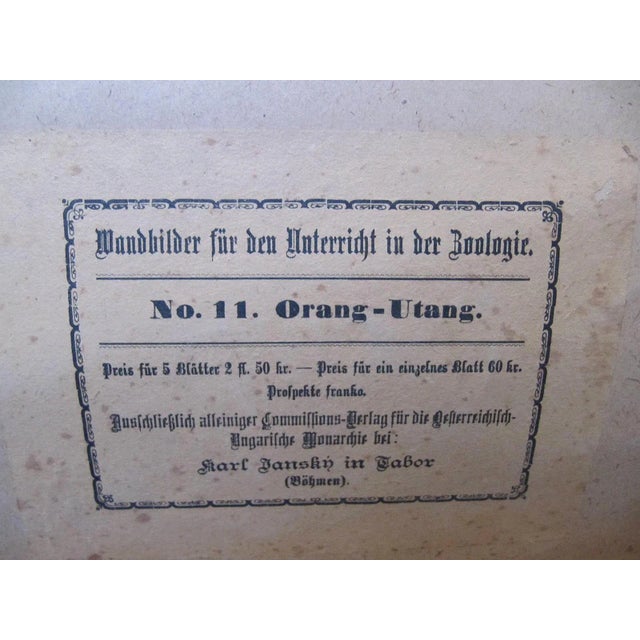 Antique Orangutan Zoology Poster from Karl Jansky, 1890s For Sale - Image 3 of 4