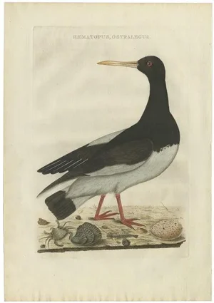 Sepp & Nozeman, The Eurasian Oystercatcher, 1770, Print