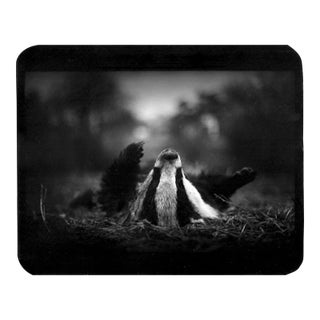 Untitled, Badger on Its Back, Black and White, 2007 For Sale