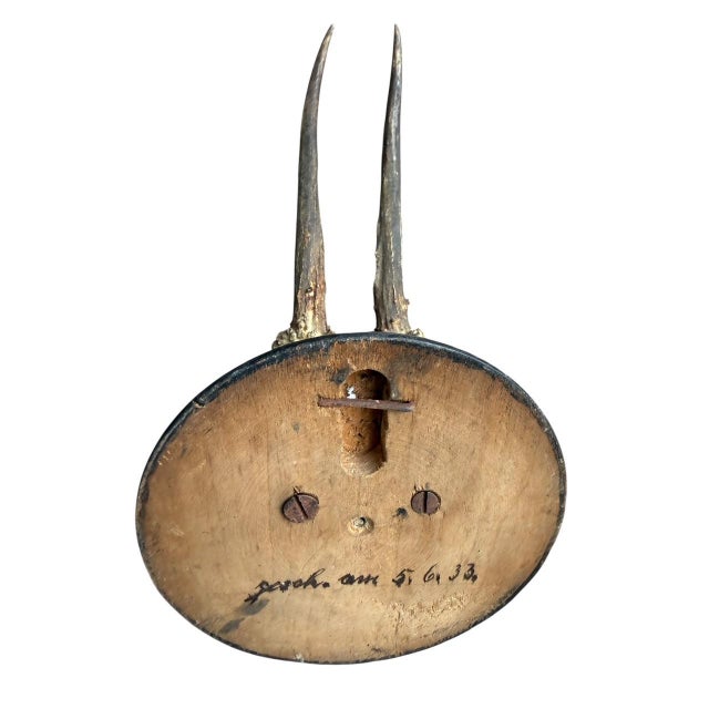 1930s Roe Deer Trophy 77 Black Forest Antlers Mount For Sale - Image 5 of 5