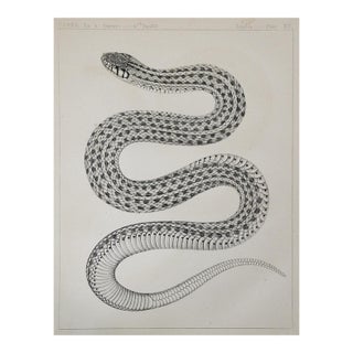 Mid 19th Century Us Pacifc Railroad Lithograph Snake Book Plate For Sale