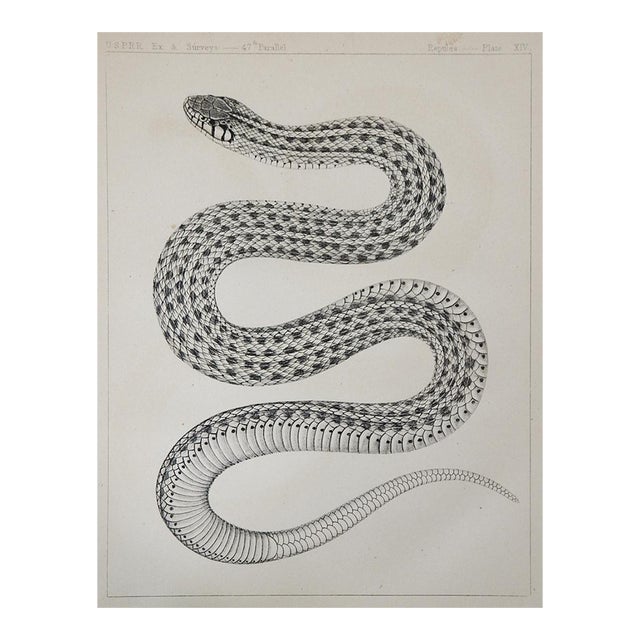 Mid 19th Century Us Pacifc Railroad Lithograph Snake Book Plate For Sale
