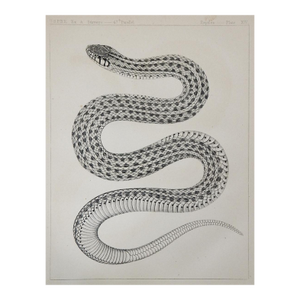 Mid 19th Century Us Pacifc Railroad Lithograph Snake Book Plate