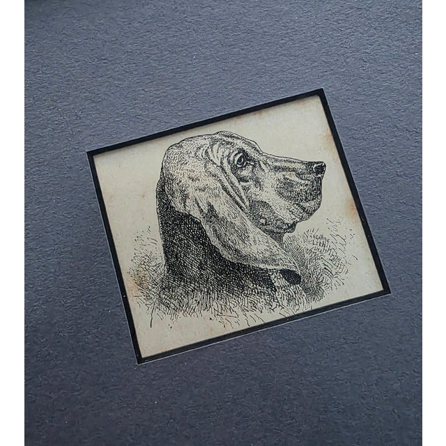 Very detailed pen & ink drawing of a hound dog in a simple black frame with deep gray matting.