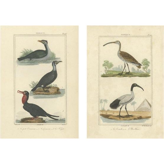 Black Buffon, Bird Illustrations, 1780, Hand-Colored Prints, Set of 2 For Sale - Image 8 of 8