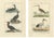 Black Buffon, Bird Illustrations, 1780, Hand-Colored Prints, Set of 2 For Sale - Image 8 of 8