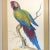 Mid 20th Century Syd Edwards McCaw Parrot Bird Prints, Framed - a Pair For Sale In Memphis - Image 6 of 9