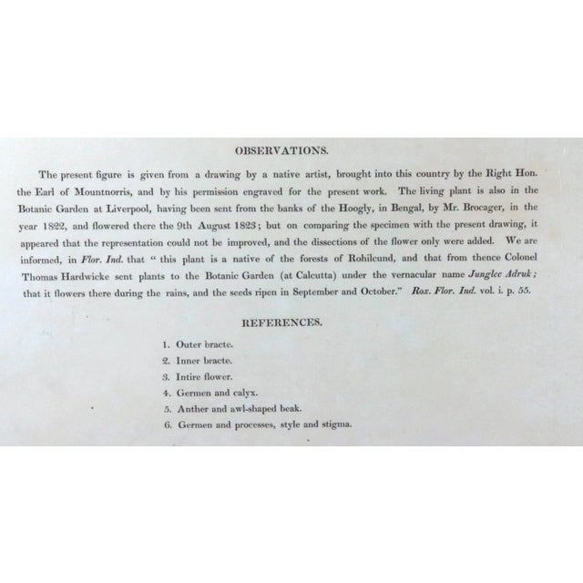 William Roscoe Botanical Large Print of Tropical Plant For Sale - Image 10 of 10