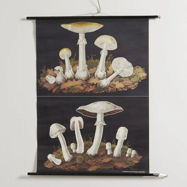 1970s Educational Mushroom Wall Chart by Jung, Koch, & Quentell for Hagemann, 1970s For Sale - Image 5 of 5