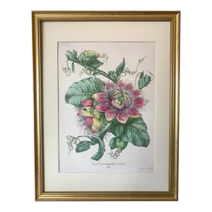 Antique French Botanical Lithograph Print Passion Fruit Flower Paris C.1860