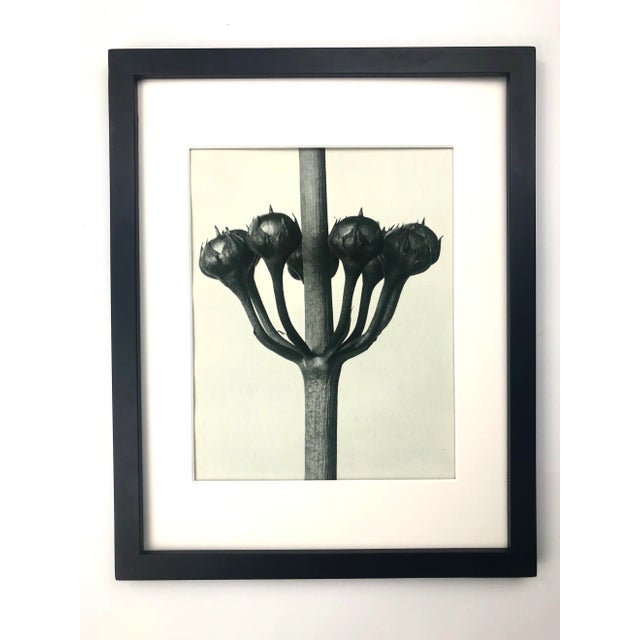1920s Framed Antique Botanical Photogravure Blossfeldt Print - No. 23 For Sale - Image 5 of 5