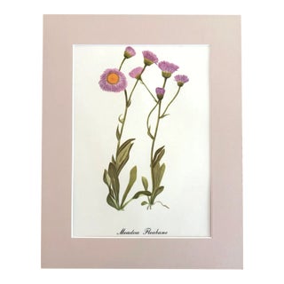 Vintage Mary Vaux Walcott Print in 11x14 Mat, Ready to Frame: Meadow Fleabane For Sale