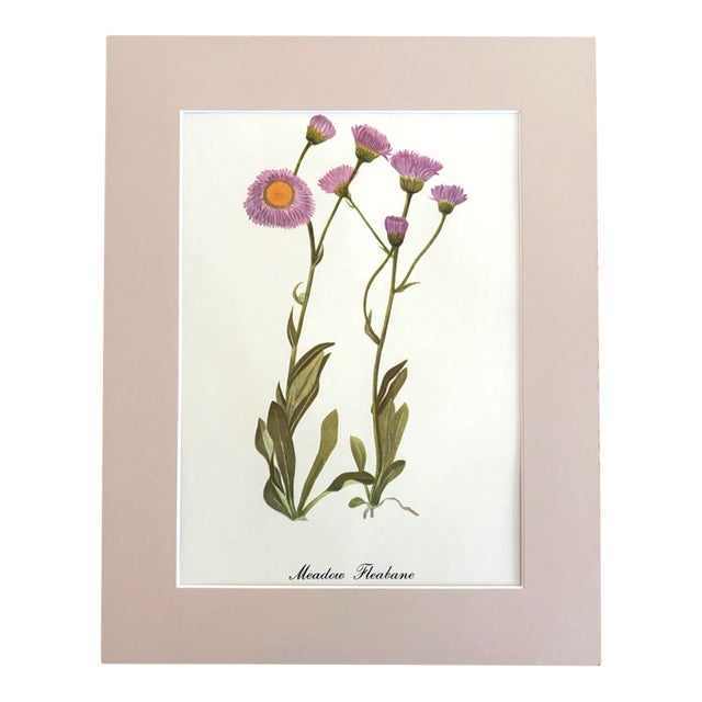 Vintage Mary Vaux Walcott Print in 11x14 Mat, Ready to Frame: Meadow Fleabane For Sale