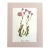 Vintage Mary Vaux Walcott Print in 11x14 Mat, Ready to Frame: Meadow Fleabane For Sale