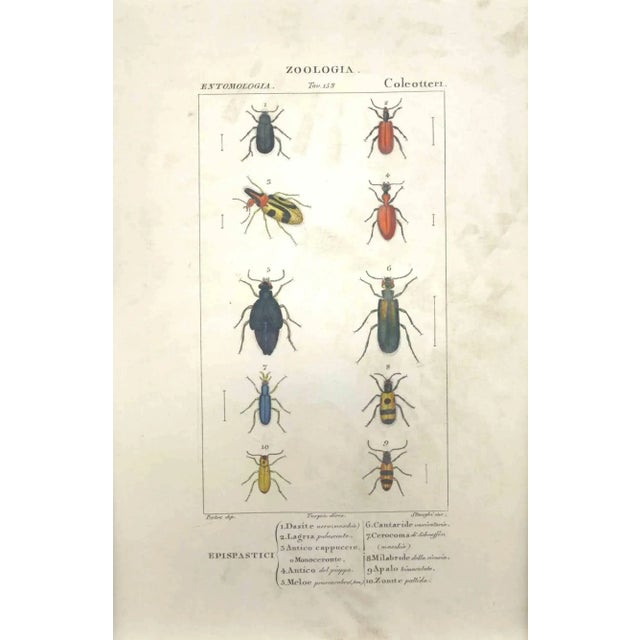 Pierre Jean François Turpin, Coleoptera Zoology Plate 153, Etching, 1831 For Sale - Image 3 of 3