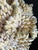 White Vintage South Pacific Cowrie Shell Vase For Sale - Image 8 of 12
