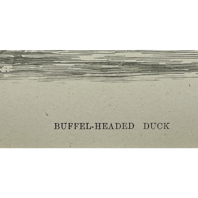 Antique Hand Tinted Bird Print From England Featuring a Black & White Buffel-Headed Duck - Circa 1888 For Sale - Image 10 of 12