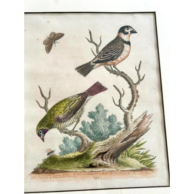 18th Century Set of 4 Framed 18th Century George Edward’s Hand Colored Bird Prints For Sale - Image 5 of 11