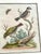 18th Century Set of 4 Framed 18th Century George Edward’s Hand Colored Bird Prints For Sale - Image 5 of 11
