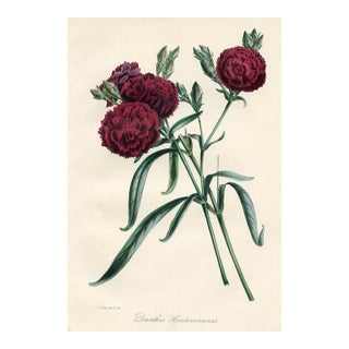 1848, Dianthus Botanical Print From Joseph Paxton, Original Antique Botanical Print, Lithograph, Hand-Colored, England For Sale