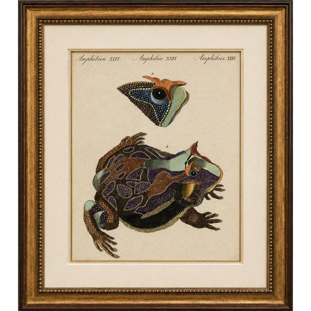 Antique south american horned frog engraving – bertuch, c. 1807 original antique hand-colored copper engraving depicting...