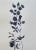 Original Botanical Watercolor 11x17 Titled "Études Botanique #25" in Indigo Blue For Sale