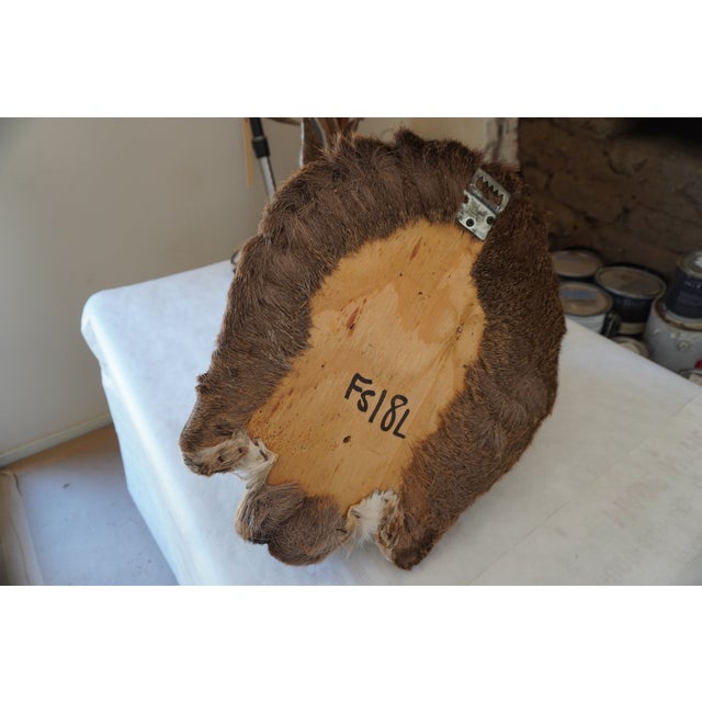 White Tail Deer Head & Shoulder Mount For Sale - Image 17 of 18
