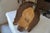 White Tail Deer Head & Shoulder Mount For Sale - Image 17 of 18