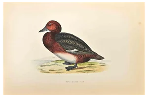 Alexander Francis Lydon, Ferruginous Duck, Woodcut Print, 1870