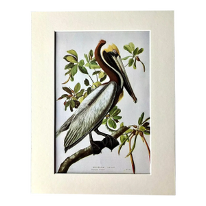 Vintage John James Audubon Matted Print, 1966: Brown Pelican