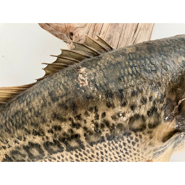 Largemouth Bass Taxidermy by Heinemann Taxidermy-American Sporting Folk Art, Mid-20th Century For Sale - Image 4 of 14