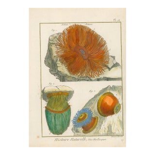 Antique French Histoire Naturelle Engraving – Sea Anemones, 1770-90's Modern Colr For Sale