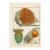 Antique French Histoire Naturelle Engraving – Sea Anemones, 1770-90's Modern Colr For Sale