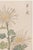 Japanese Spider Chrysanthemum Trio by Hasegawa, Vintage Japanese Botanical Art Print, 8" X 12" For Sale - Image 3 of 8