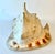 Large Decorative Conch Shell For Sale - Image 4 of 9