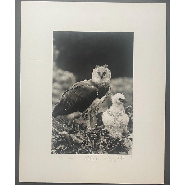 1970s Rare 1975 'harpy Eagle Mother & Baby Fledgling' in Nest Neil Rettig Photograph For Sale - Image 5 of 12
