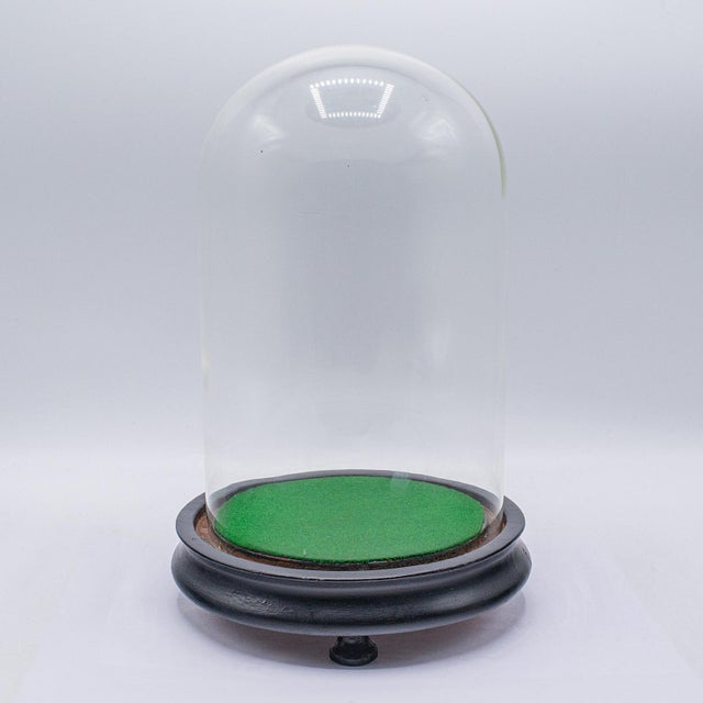 1880's Small Antique Display Dome For Sale - Image 9 of 9