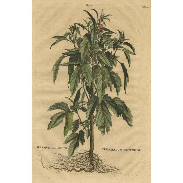 17th Century Sesame Plant, 1696, Paper For Sale - Image 5 of 7