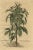 17th Century Sesame Plant, 1696, Paper For Sale - Image 5 of 7