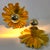 1950s Mid-Century Hollywood Regency Gilded Sunburst Wall Sconces, 1950s, Set of 2 For Sale - Image 5 of 10