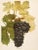 A magnificent original antique photogravure (print) of Black Eagle Grapes by Ulysses Prentiss Hedrick (1870-1951). Superb...