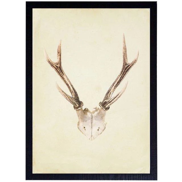 Vertical Antlers - 17" X 23" For Sale