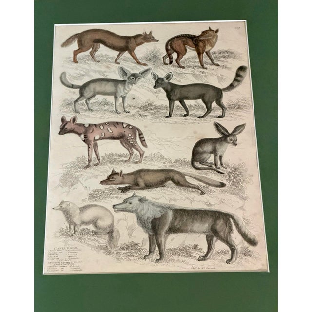 Paper 1835 Thomas Brown Hand-Colored Canid Engraving | Archivally Matted 12x16 For Sale - Image 7 of 9
