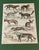 Paper 1835 Thomas Brown Hand-Colored Canid Engraving | Archivally Matted 12x16 For Sale - Image 7 of 9