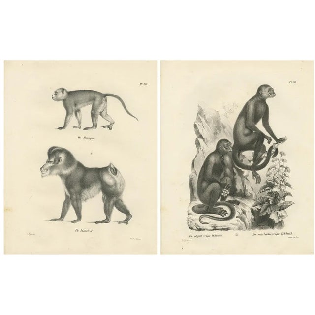 C. C. Last, Macaque, Mandrill & Dikbuik Monkeys, Lithographs, 1836, Set of 2 For Sale