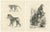 C. C. Last, Macaque, Mandrill & Dikbuik Monkeys, Lithographs, 1836, Set of 2 For Sale